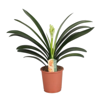 clivia minata klivie