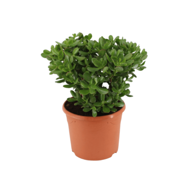 Crassula ovata Geldbaum