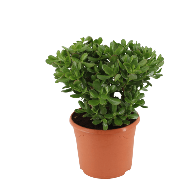 Crassula ovata Geldbaum