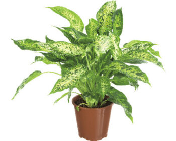 dieffenbachia compacta 17