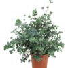 Eucalyptus gunii (Eukalyptus Busch)