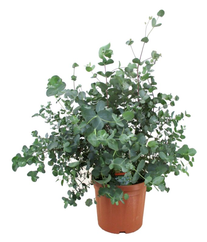 Eucalyptus gunii (Eukalyptus Busch)