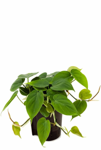 philodendron scandens baumfreund 12