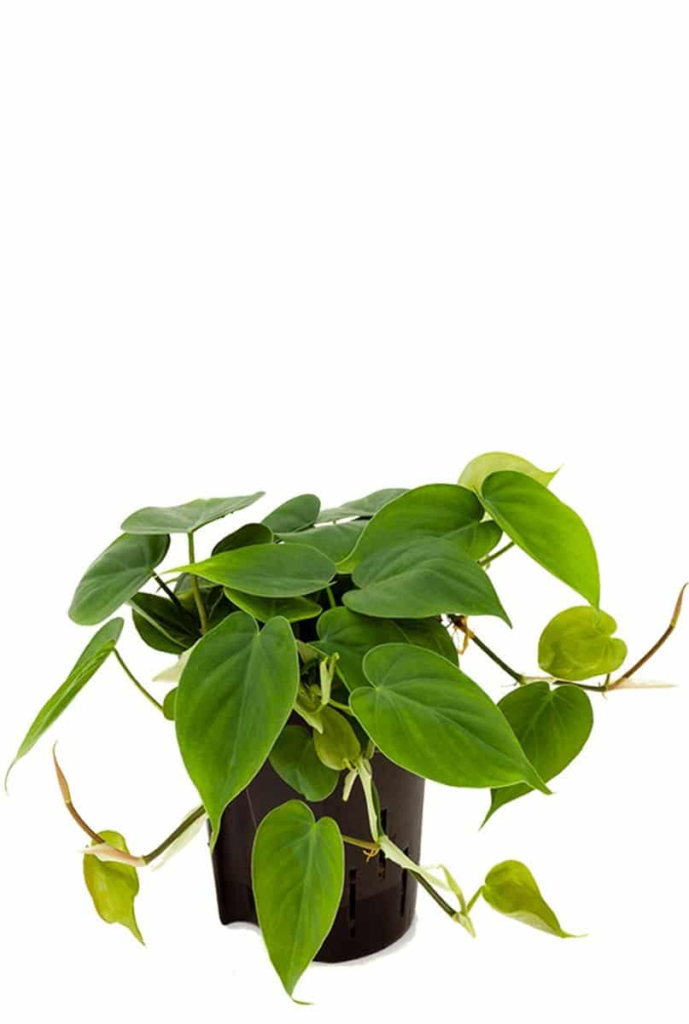 philodendron gloriosum arten Philodendron Gloriousum – Luxuriöse tropische Pflanze – Erhältlich in  Topfgrößen 12 cm und 15 cm – Plantlovers main image 1