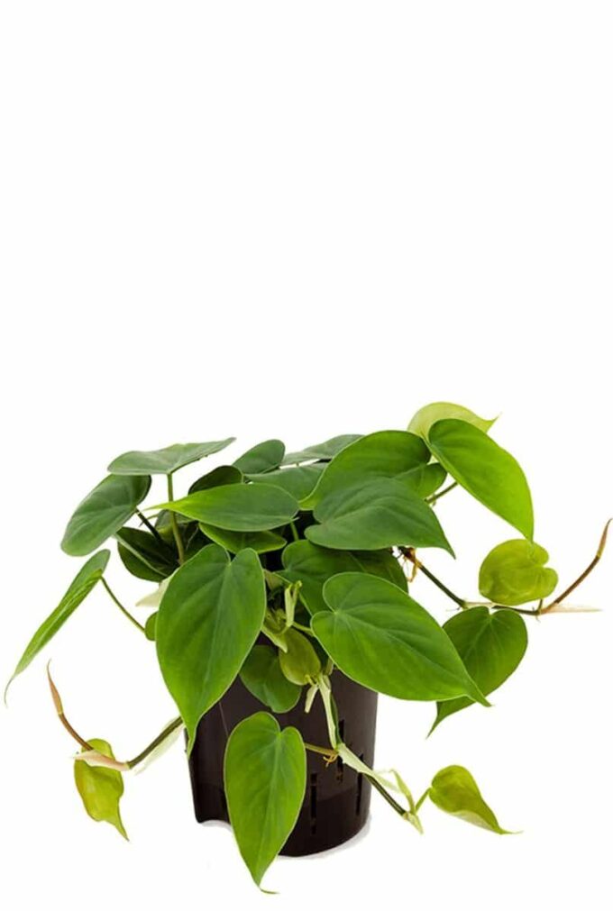 Philodendron scandens Kletternder Philodendrum