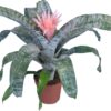 Achmea Fasciata Primera