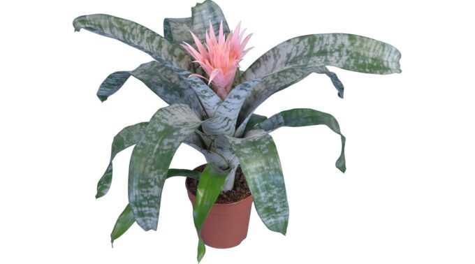 Achmea Fasciata Primera