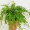 Adiantum_caudatum_12_plantlovers