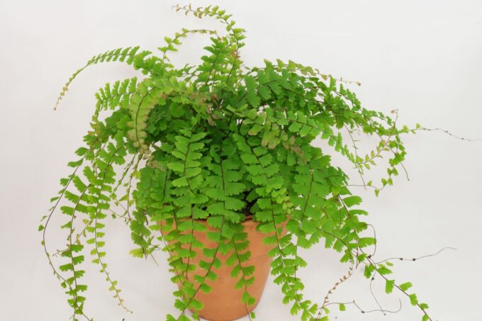 Adiantum_caudatum_12_plantlovers