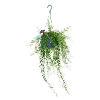 Aeschynanthus Japhrolepis Schamblume 15h_plantlovers_30