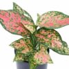 Aglaonema Spotted Star (Kolbenfaden Spotted Star) 12 plantlovers