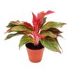 Aglaonema Commutatum Crete (Kolbenfaden Commutatum Crete) 12_plantlovers