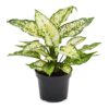 Aglaonema Kiwi (Kolbenfaden Kiwi) 12_plantlovers