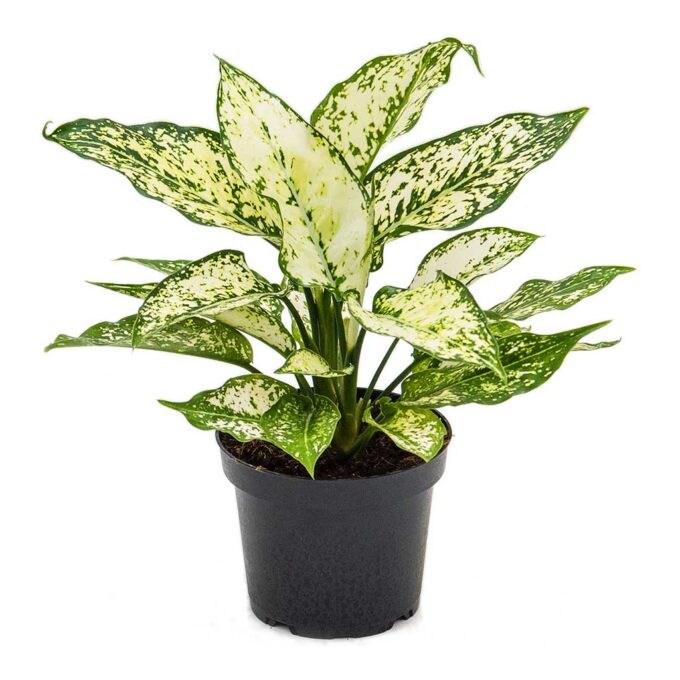 Aglaonema Kiwi (Kolbenfaden Kiwi) 12_plantlovers
