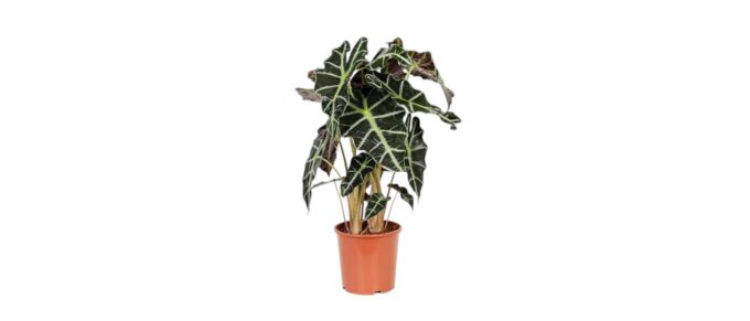 Alocasia Amazonica Polly (Pfeilblatt) – Bild 4