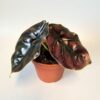 Alocasia Azlanii 14 plantlovers