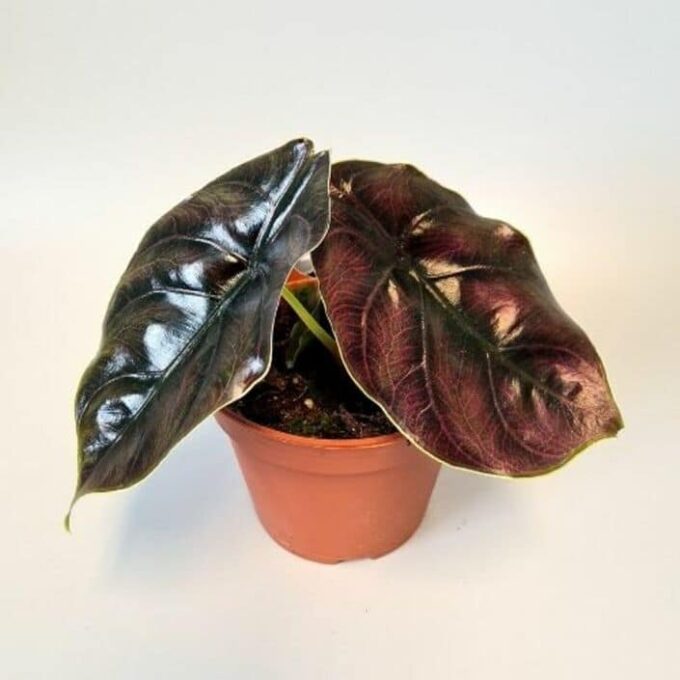 Alocasia Azlanii 14 plantlovers