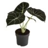 Alocasia Black Velvet Pfeilblatt plantlovers