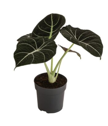 Alocasia Black Velvet Pfeilblatt plantlovers