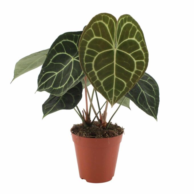 Anthurium Clarinervium 15_plantlovers
