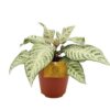 Aphelandra White Wash