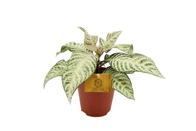 Aphelandra White Wash