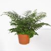 Asplenium Parvati Streifenfarn 12_plantlovers