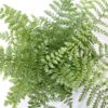 Asplenium Parvati (Streifenfarn) 15er Topf – Bild 2