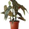 Begonia Maculata (Forellenbegonie) plantlovers