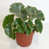 Begonia Venosa Silver Elephantist (Begonie Silver Elephant) plantlovers_25