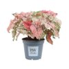 Caladium Splash Of Wine 17_plantlovers