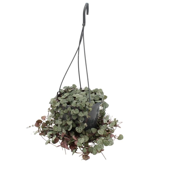 Ceropegia Woodii Leuchterblume 15_h_plantlovers