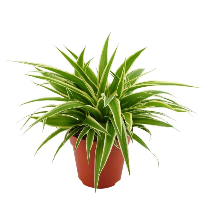 Chlorophytum Atlantic Ocean Grünlilie 12_plantlovers