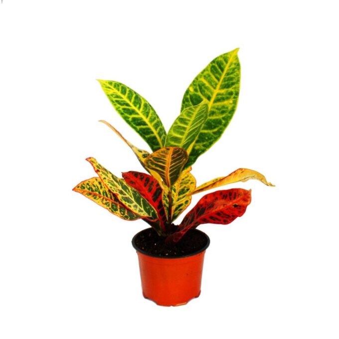 Codiaeum Croton Petra_12_plantlovers_35