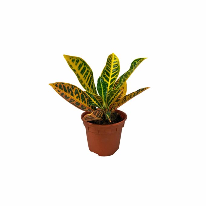 Codiaeum_variegatum_Croton_Petra_9_plantlovers_20