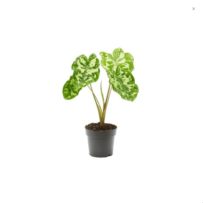 Colocasia Hilo Beauty 14 plantlovers 45 Alocasia