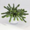 Crassula marnieriana Hottentot