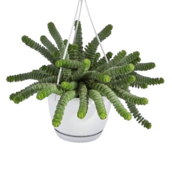 Crassula_marnieriana_Hottentot_14h_plantlovers