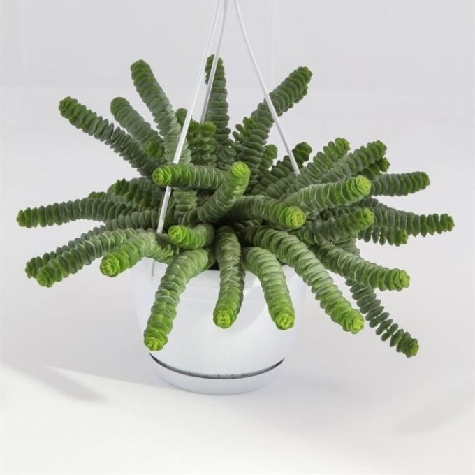 Crassula marnieriana Hottentot