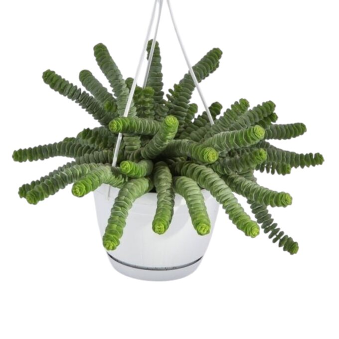 Crassula_marnieriana_Hottentot_14h_plantlovers