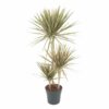 Dracaena Marginata Gerundeter Drachenbaum plantlovers