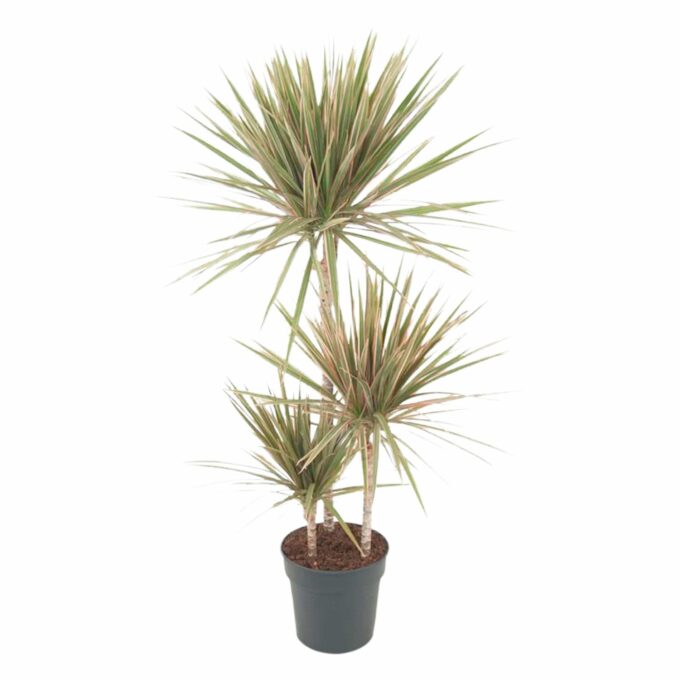 Dracaena Marginata Gerundeter Drachenbaum plantlovers
