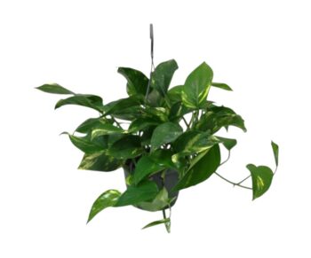 Epipremnum_Aureum_Efeutute_15_plantlovers_35