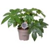 Fatsia Japonica (Zimmeraralie) 15_plantlovers