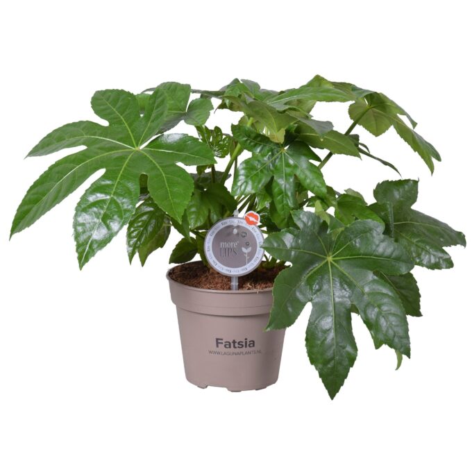 Fatsia Japonica (Zimmeraralie) 15_plantlovers