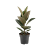 Ficus Elastica Robusta 17 plantlovers 55