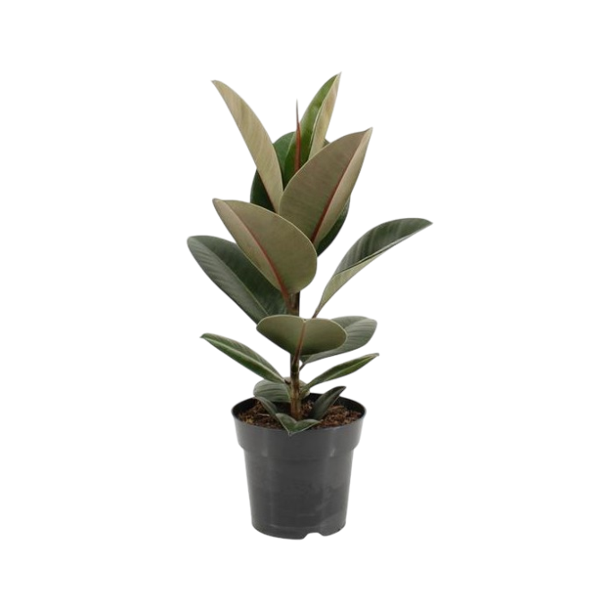 Ficus Elastica Robusta 17 plantlovers 55