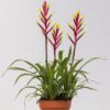 Guzmania Misty Bromelie plantlovers
