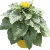 Helianthus Annuus 13_plantlovers