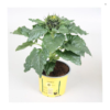 Helianthus Annuus Sonnenblume
